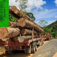 澳大利亞鐵木 鐵力木紅橡木 紅鐵木招代理商