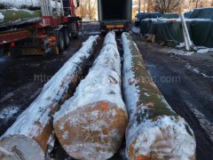 金威木業 原木 歐洲櫸木 水青岡 山毛櫸 櫸木 木材 AB級圖2